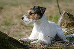 lying Parson Russell Terrier