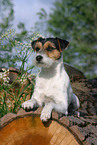 lying Parson Russell Terrier