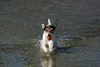 playing Parson Russell Terrier