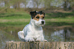 lying Parson Russell Terrier