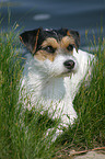 lying Parson Russell Terrier