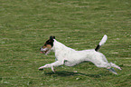 running Parson Russell Terrier