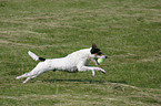 playing Parson Russell Terrier