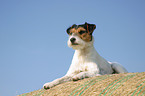 lying Parson Russell Terrier