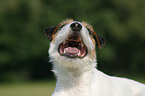 Parson Russell Terrier Portrait