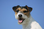 Parson Russell Terrier Portrait