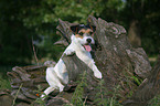 Parson Russell Terrier on tree root