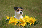 Parson Russell Terrier with flowers