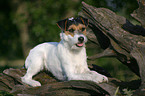 lying Parson Russell Terrier