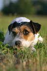 lying Parson Russell Terrier