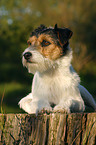 lying Parson Russell Terrier