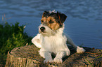 lying Parson Russell Terrier