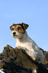 lying Parson Russell Terrier