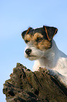 Parson Russell Terrier Portrait