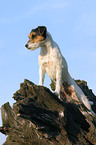 standing Parson Russell Terrier