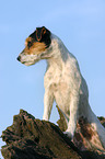 standing Parson Russell Terrier