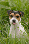 Parson Russell Terrier Portrait