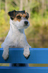 Parson Russell Terrier Portrait