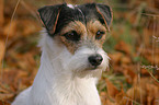 Parson Russell Terrier in the autumn