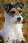 Parson Russell Terrier in the autumn