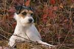 Parson Russell Terrier in the autumn