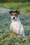 Parson Russell Terrier in morning dew