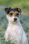 Parson Russell Terrier in morning dew