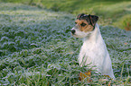 Parson Russell Terrier in morning dew