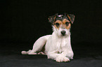 lying Parson Russell Terrier