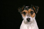 Parson Russell Terrier Portrait