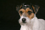 Parson Russell Terrier Portrait