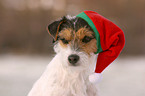 Parson Russell Terrier with Santa Claus cap