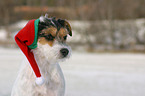 Parson Russell Terrier with Santa Claus cap