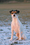 sitting Parson Russell Terrier