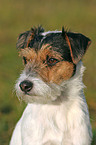 Parson Russell Terrier Portrait