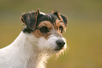 Parson Russell Terrier Portrait