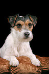 Parson Russell Terrier