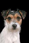 Parson Russell Terrier Portrait