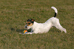 Parson Russell Terrier plays with ball