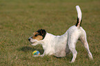 Parson Russell Terrier plays with ball