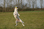 Parson Russell Terrier plays with ball