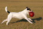 Parson Russell Terrier plays with ball