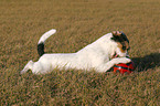 Parson Russell Terrier with ball