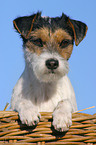 Parson Russell Terrier in basket