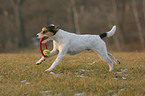 playing Parson Russell Terrier