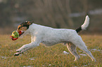 playing Parson Russell Terrier