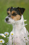 Parson Russell Terrier Portrait