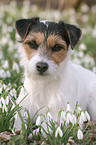 Parson Russell Terrier in snowdrops