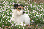 Parson Russell Terrier in snowdrops