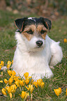 Parson Russell Terrier in spring